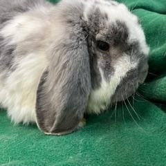 Enlarge Denim, a Adoptable French Lop in Haltom City, TX image 4/5