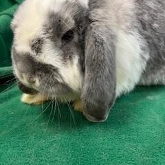 Enlarge Denim, a Adoptable French Lop in Haltom City, TX image 5/5