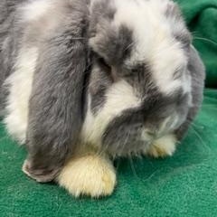Denim, Adoptable, Adult Male French Lop.