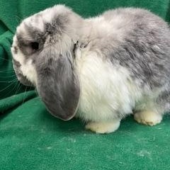 Enlarge Denim, a Adoptable French Lop in Haltom City, TX image 3/5
