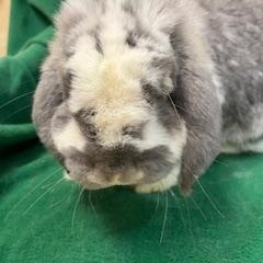 Enlarge Denim, a Adoptable French Lop in Haltom City, TX image 2/5