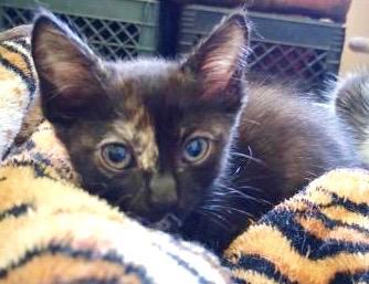 Wendy O Domestic Short Hair Cat