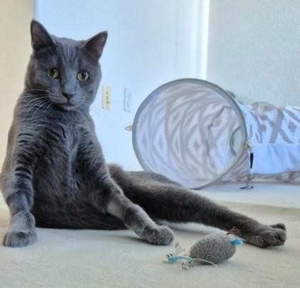 Seymour, Adoptable, Young Male Russian Blue & Domestic Short Hair.