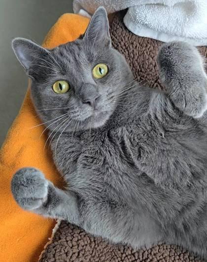 Seymour, Adoptable, Young Male Russian Blue & Domestic Short Hair.