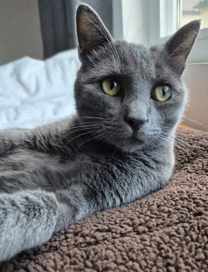 Enlarge Seymour, a Adoptable mixed breed in San Diego, CA image 2/3