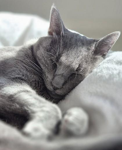 Seymour, a Adoptable mixed breed in San Diego, CA image 3/3