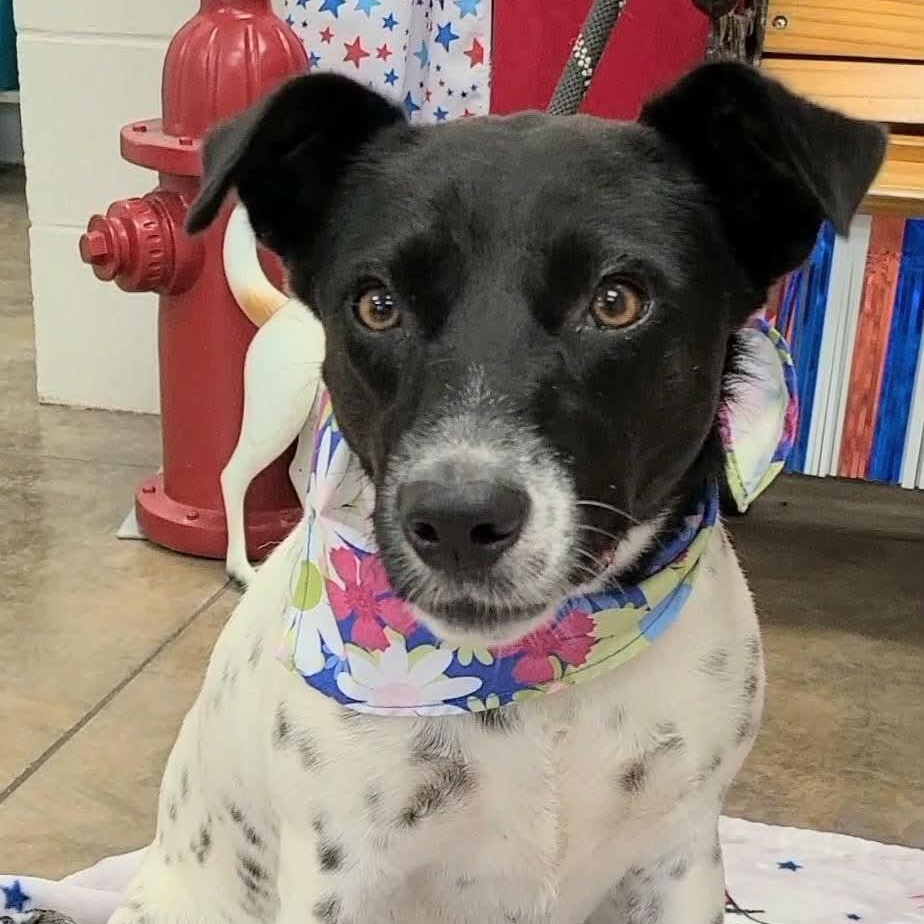 Enlarge Dutchess, a ADOPTABLE mixed breed in Woolwich, ME image 2/5