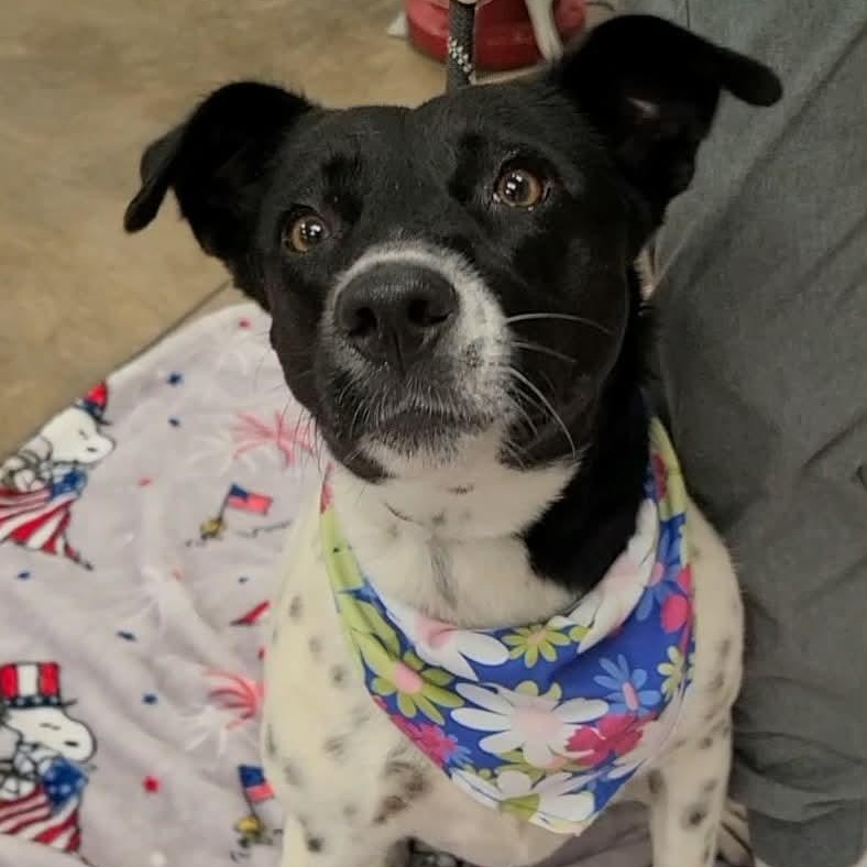 Dutchess, ADOPTABLE, Adult Female Pointer.