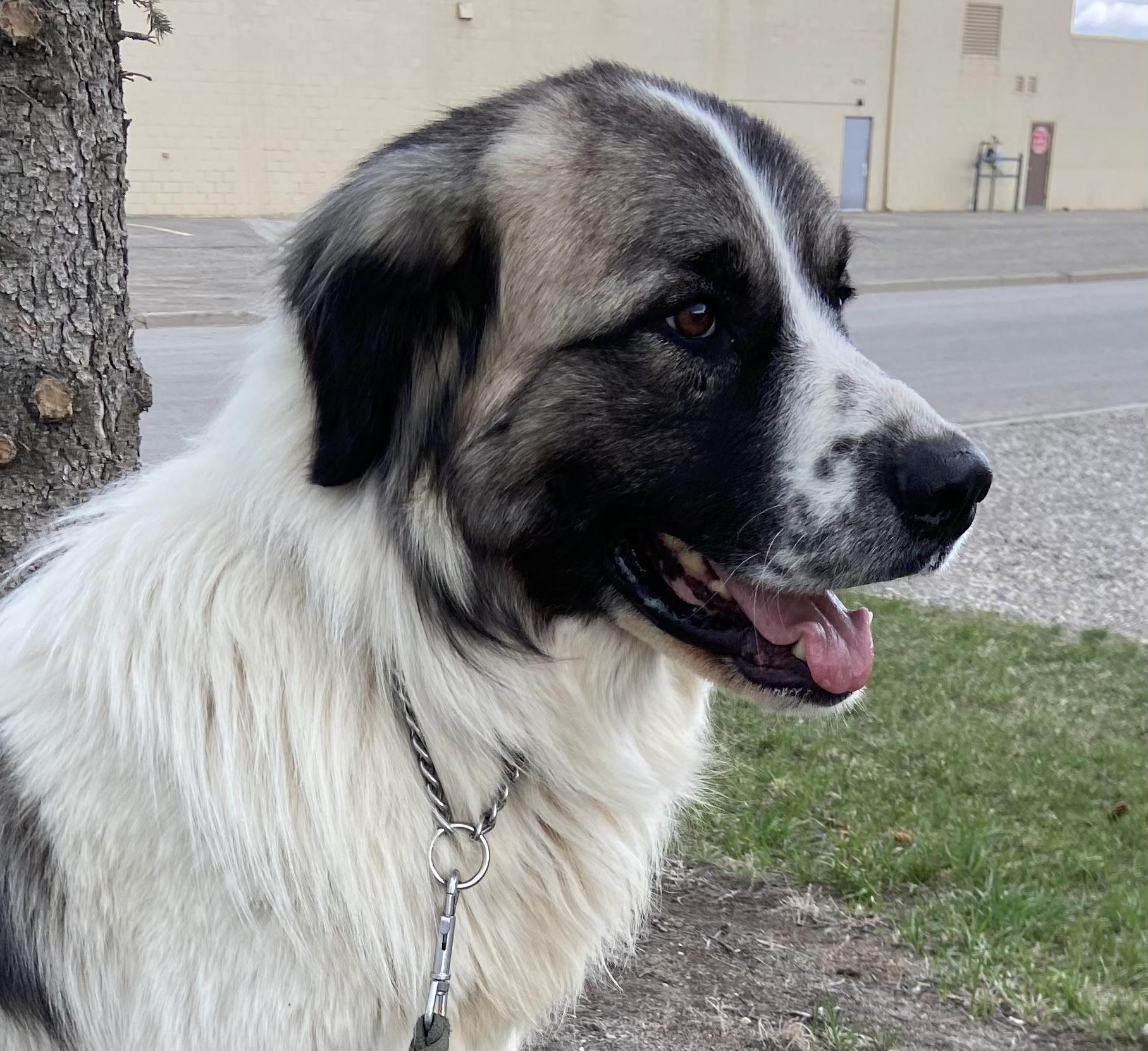 Liam, ADOPTABLE, Adult Male Great Pyrenees.