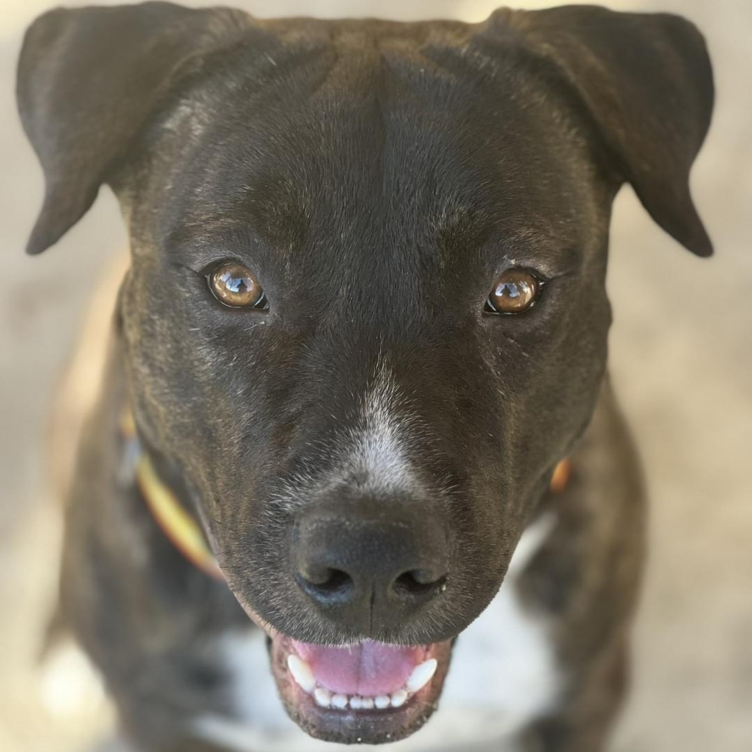 CHUNK, Adoptable, Young Male Pit Bull Terrier.