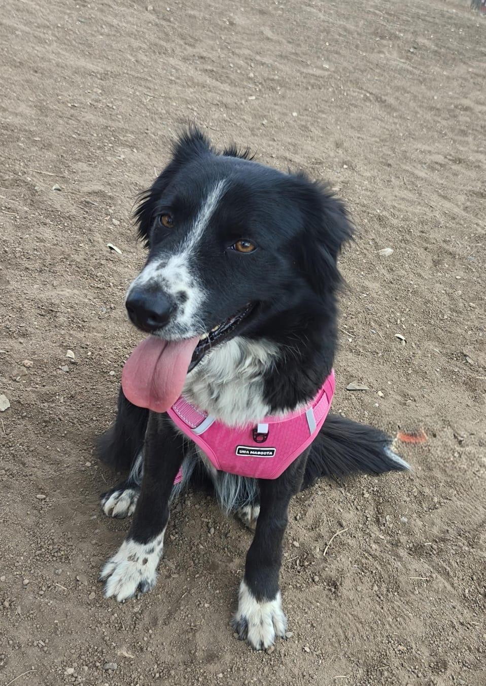 Millie, an adopted mixed breed in Manchester, NH image 3/6