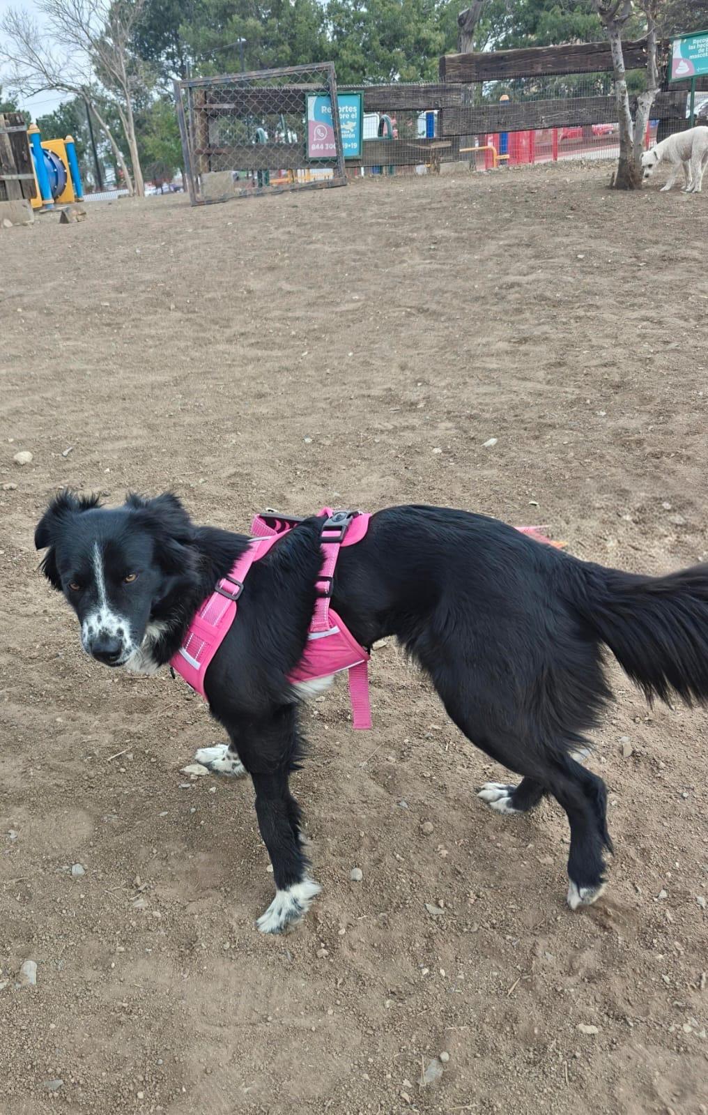 Millie, an adopted mixed breed in Manchester, NH image 4/6