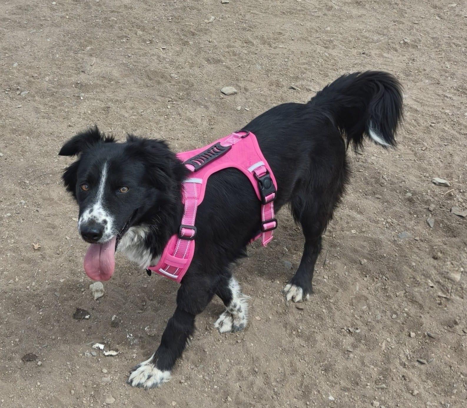 Millie, an adopted mixed breed in Manchester, NH image 5/6