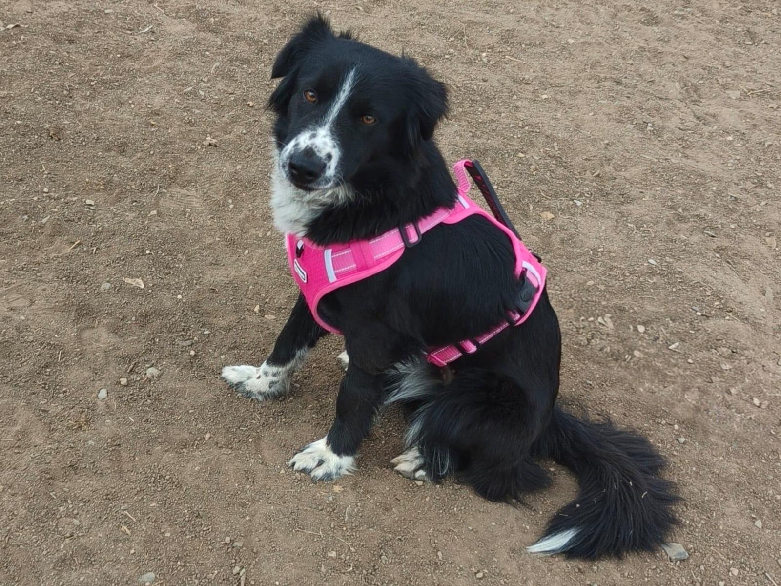 Millie, an adopted mixed breed in Manchester, NH image 1/6