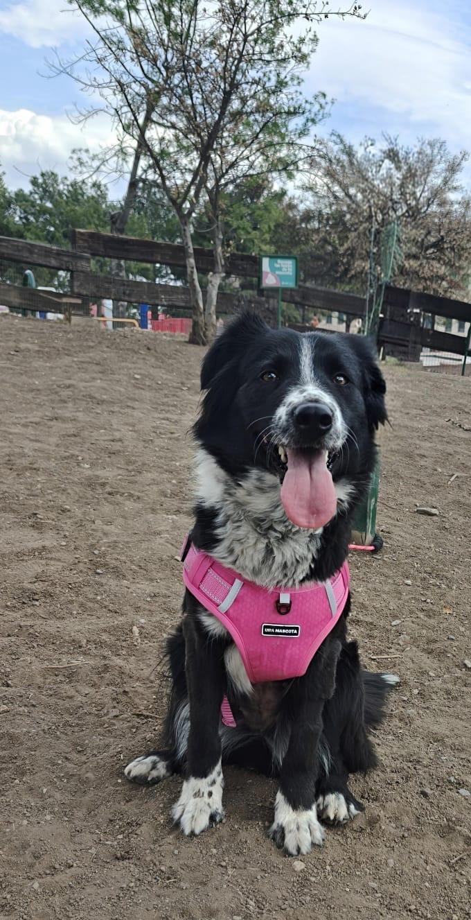 Millie, an adopted mixed breed in Manchester, NH image 6/6