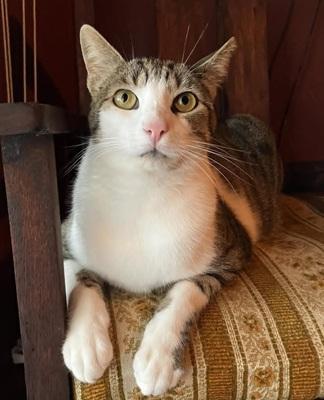 Marshall, Adoptable, Adult Male Domestic Short Hair & Tabby.