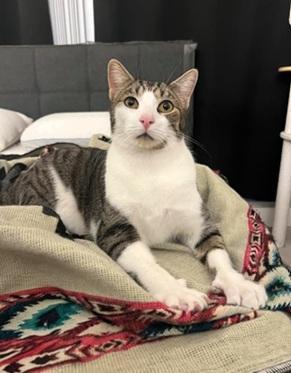 Enlarge Marshall, a Adoptable mixed breed in San Francisco, CA image 3/6