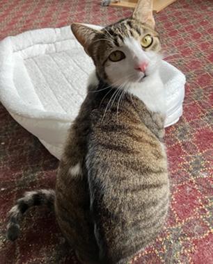 Enlarge Marshall, a Adoptable mixed breed in San Francisco, CA image 4/6