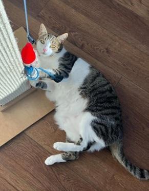 Enlarge Marshall, a Adoptable mixed breed in San Francisco, CA image 6/6