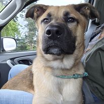 Lardon, Adoptable, Young Male German Shepherd Dog.