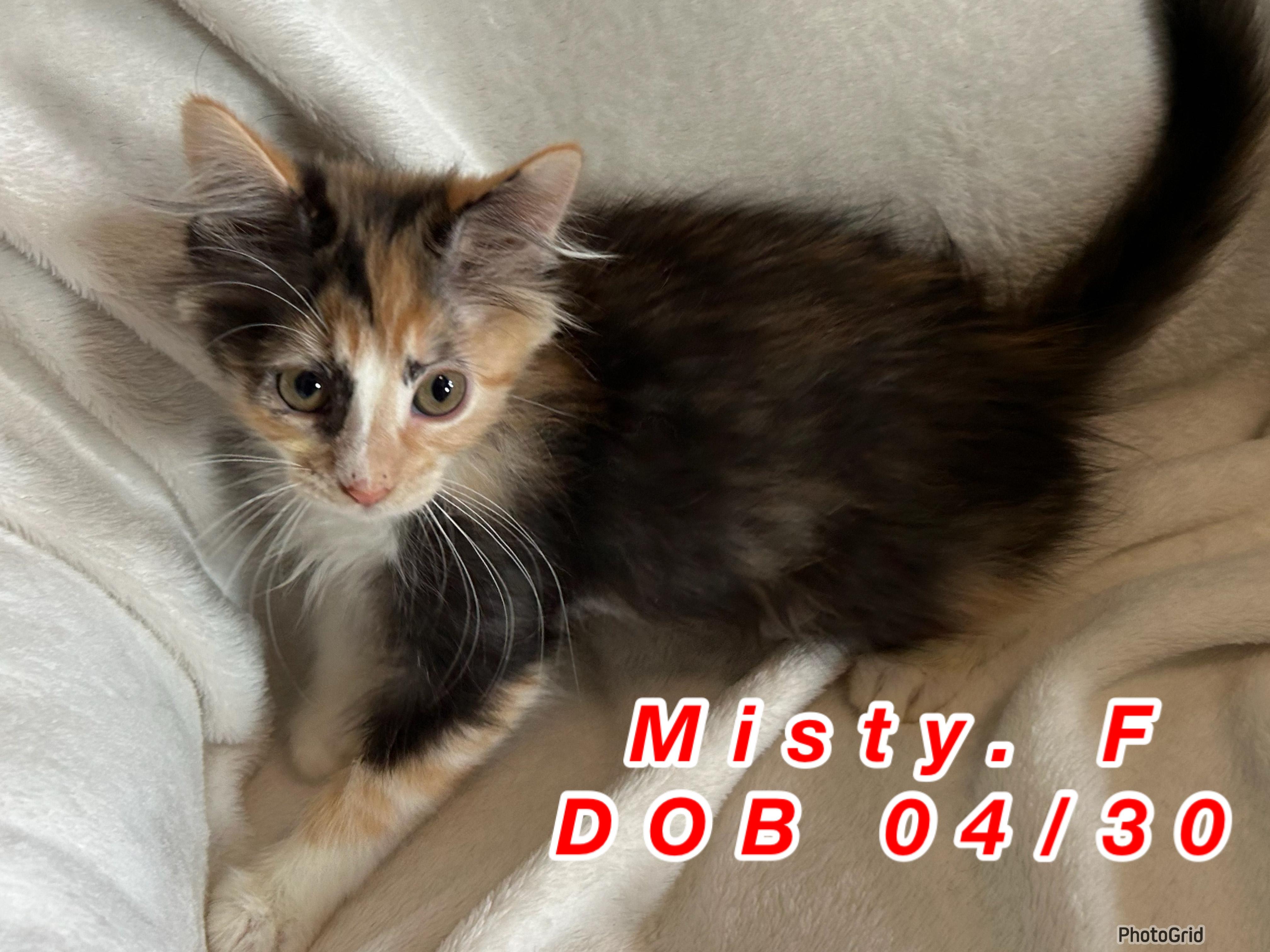 Misty, Adoptable, Kitten Female Domestic Long Hair.
