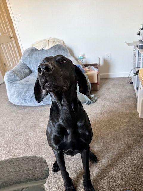 Jake, Adoptable, Adult Male Great Dane.