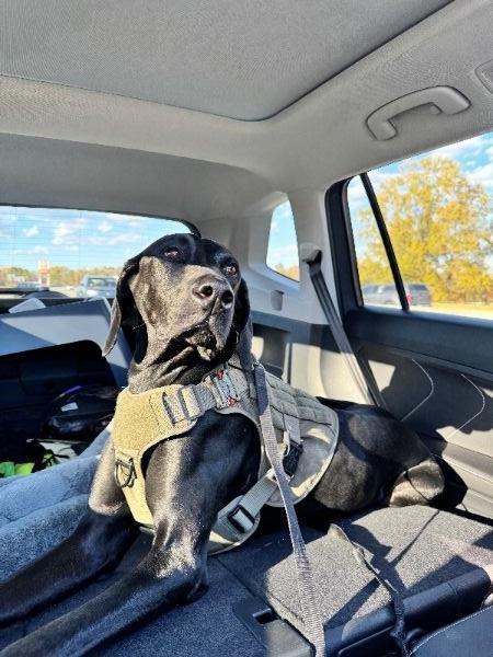 Jake, a Adoptable Great Dane in Woodbridge, VA image 2/2