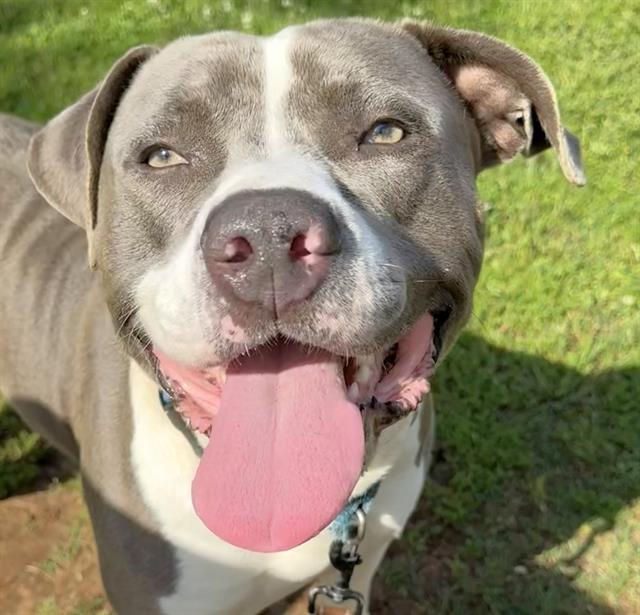 WADE, Adoptable, Young Male American Staffordshire Terrier.