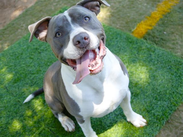 Enlarge WADE, a Adoptable American Staffordshire Terrier in Tallahassee, FL image 1/1