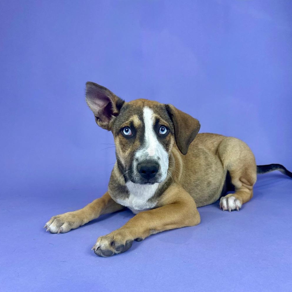 Enlarge Whitecap, a Adoptable mixed breed in Alvin, TX image 2/5