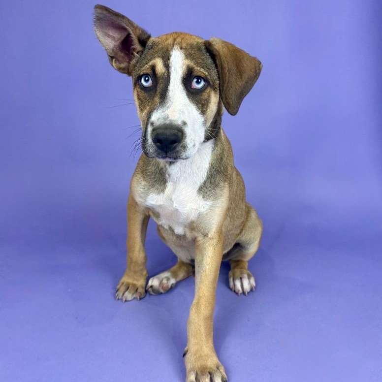 Enlarge Whitecap, a Adoptable mixed breed in Alvin, TX image 1/5