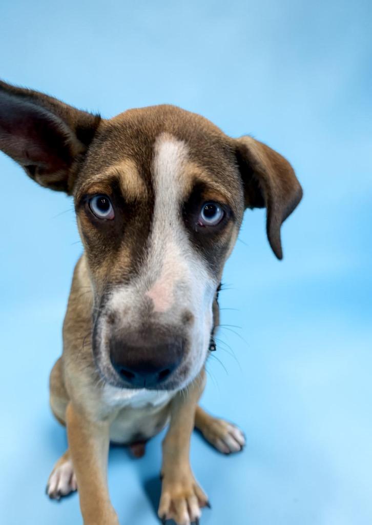 Enlarge Whitecap, a Adoptable mixed breed in Alvin, TX image 4/5