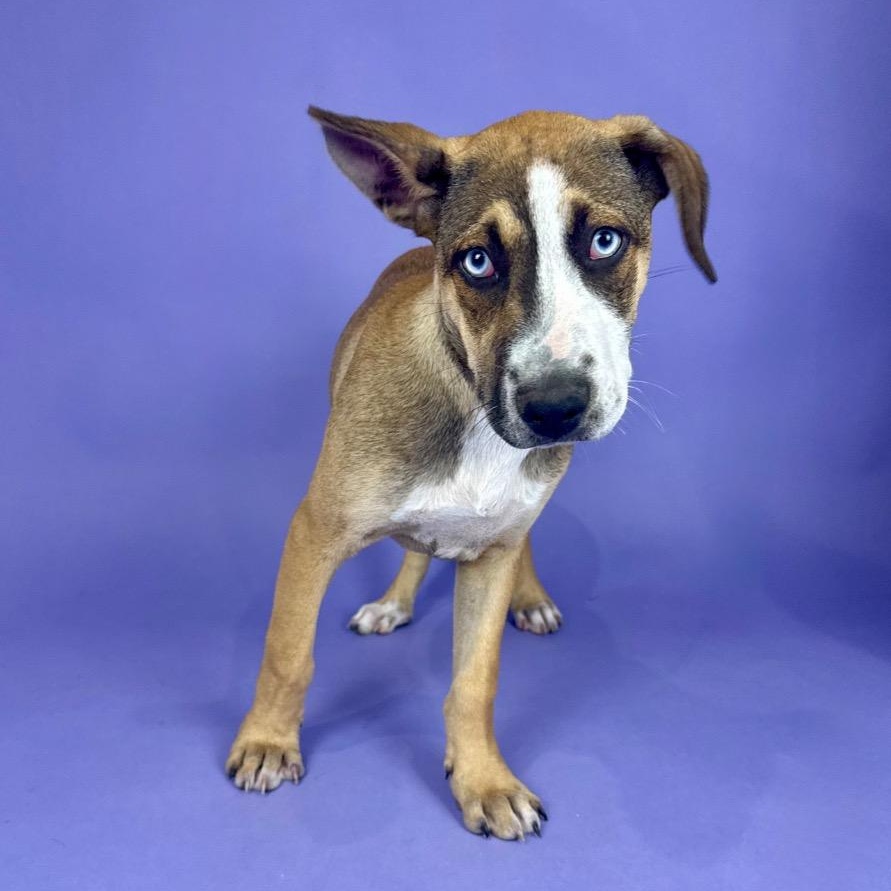 Enlarge Whitecap, a Adoptable mixed breed in Alvin, TX image 3/5