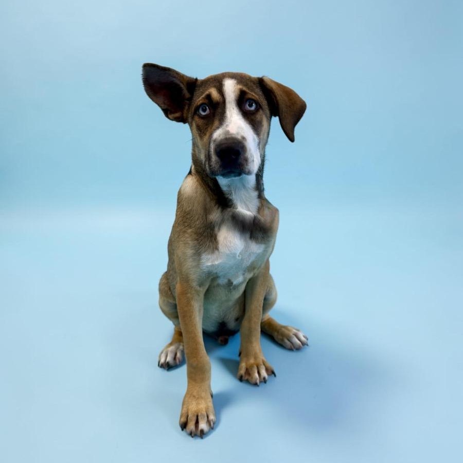 Enlarge Whitecap, a Adoptable mixed breed in Alvin, TX image 5/5