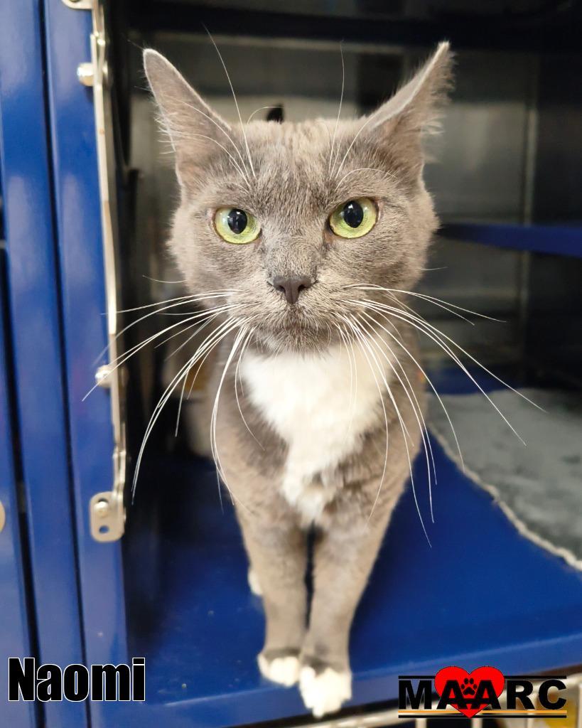 Naomi, Adoptable, Adult Female Domestic Short Hair.