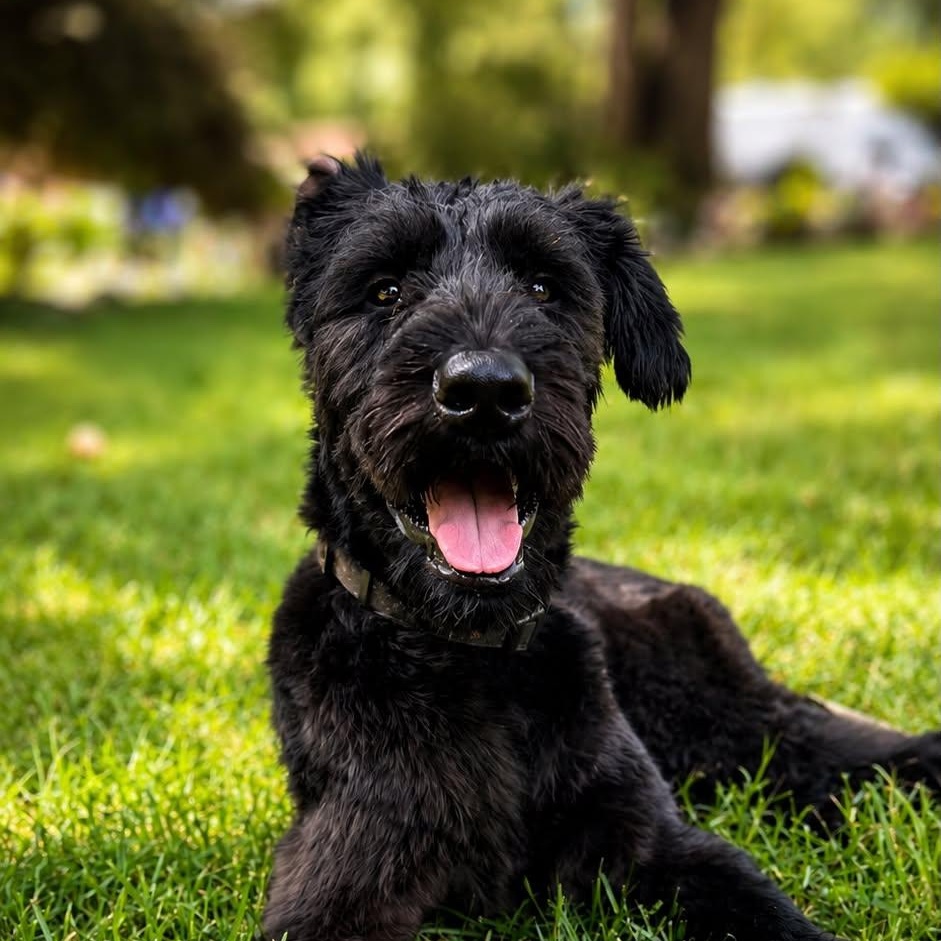 Kai Alex, an adopted Giant Schnauzer in Charlotte, NC image 1/4