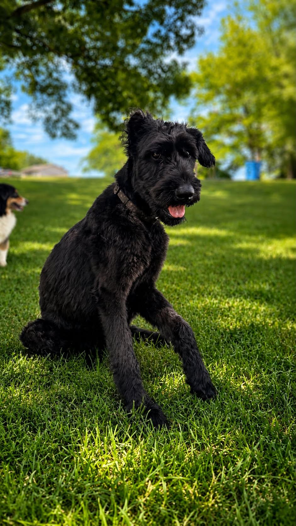 Kai Alex, an adopted Giant Schnauzer in Charlotte, NC image 3/4