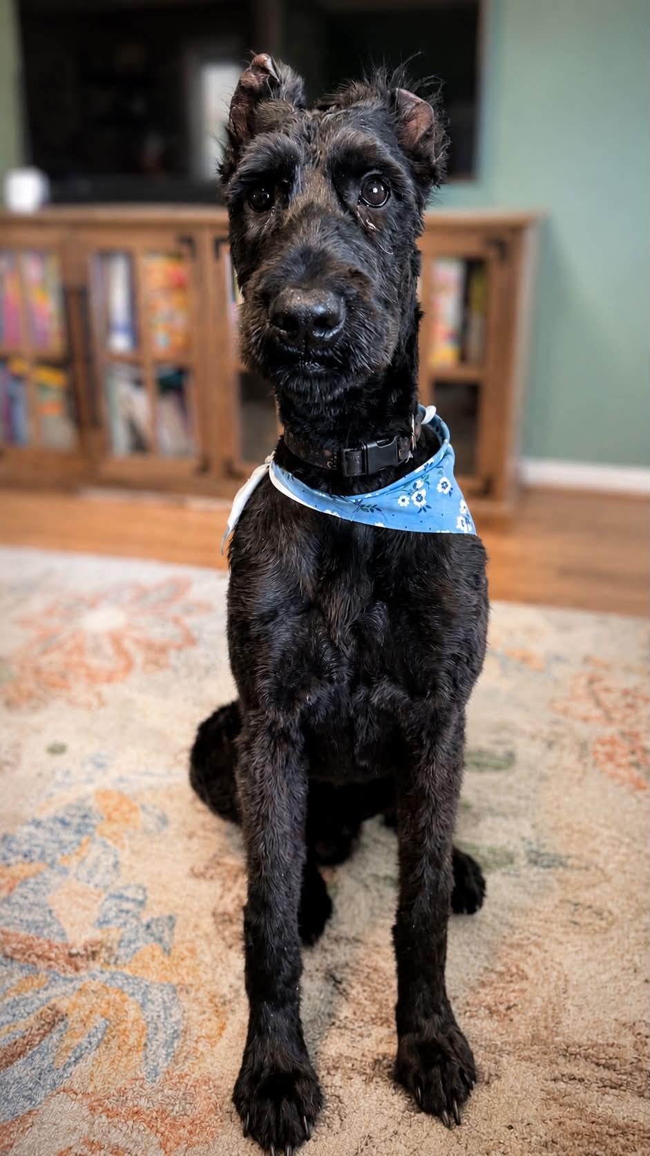 Kai Alex, an adopted Giant Schnauzer in Charlotte, NC image 2/4
