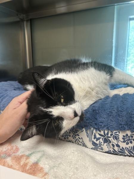 Ralphie, Adoptable, Adult Male Domestic Short Hair.