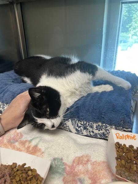 Enlarge Ralphie, a Adoptable mixed breed in Stratham, NH image 3/4