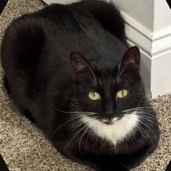 Enlarge Dancer, a Adoptable Domestic Short Hair in Salisbury, MA image 2/3
