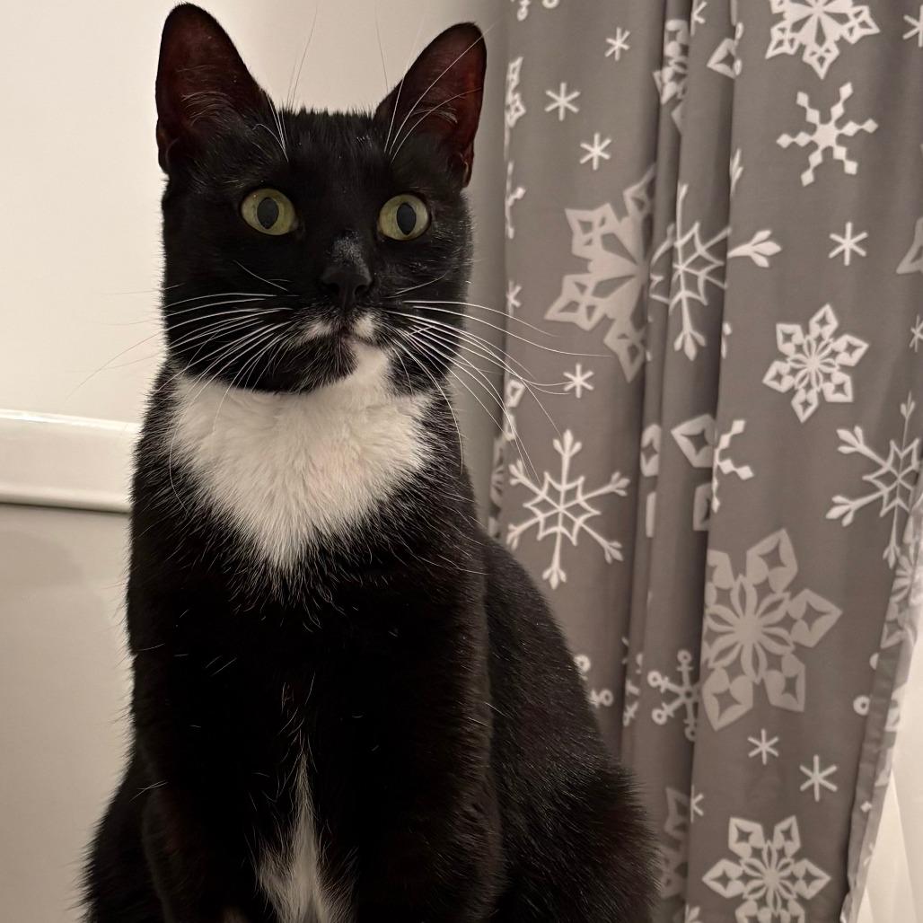 Enlarge Dancer, a Adoptable Domestic Short Hair in Salisbury, MA image 3/3