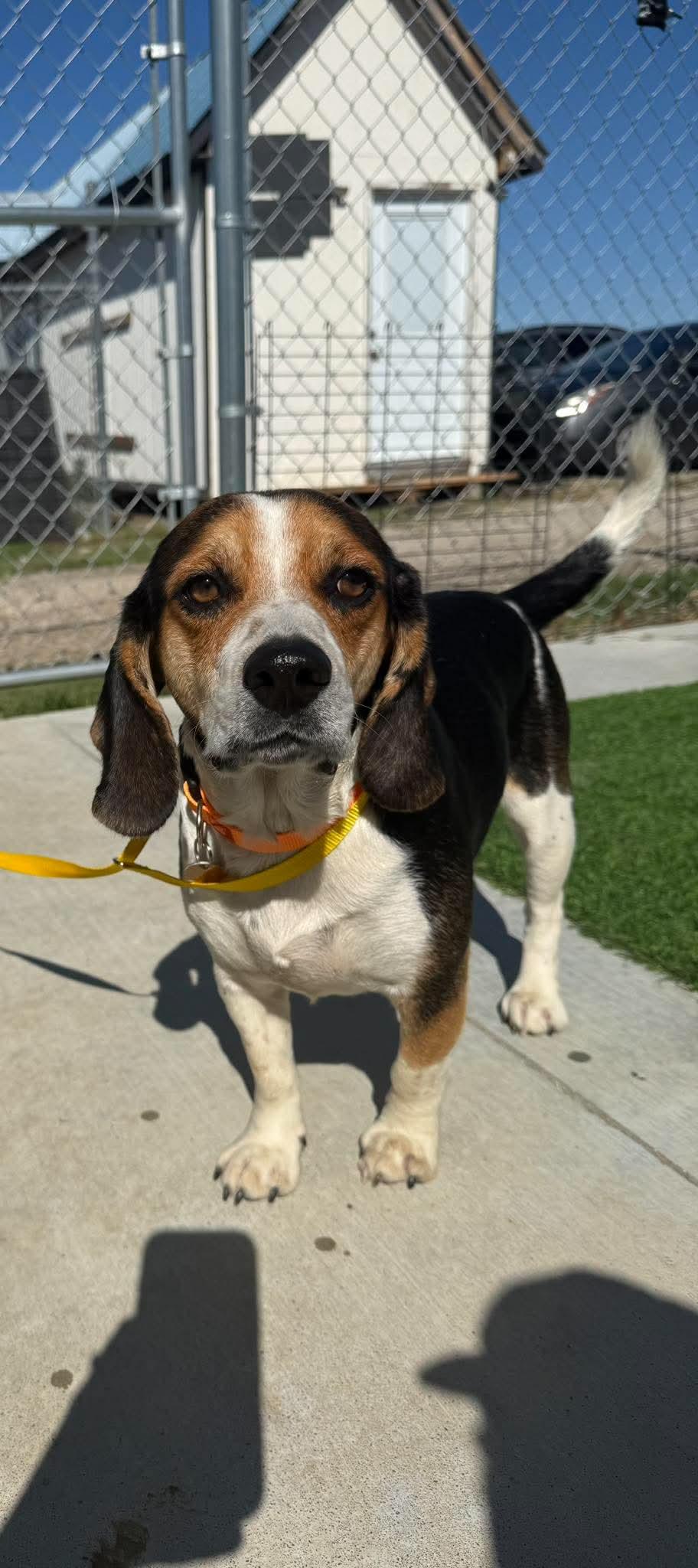 Baron, Adoptable, Adult Male Beagle.