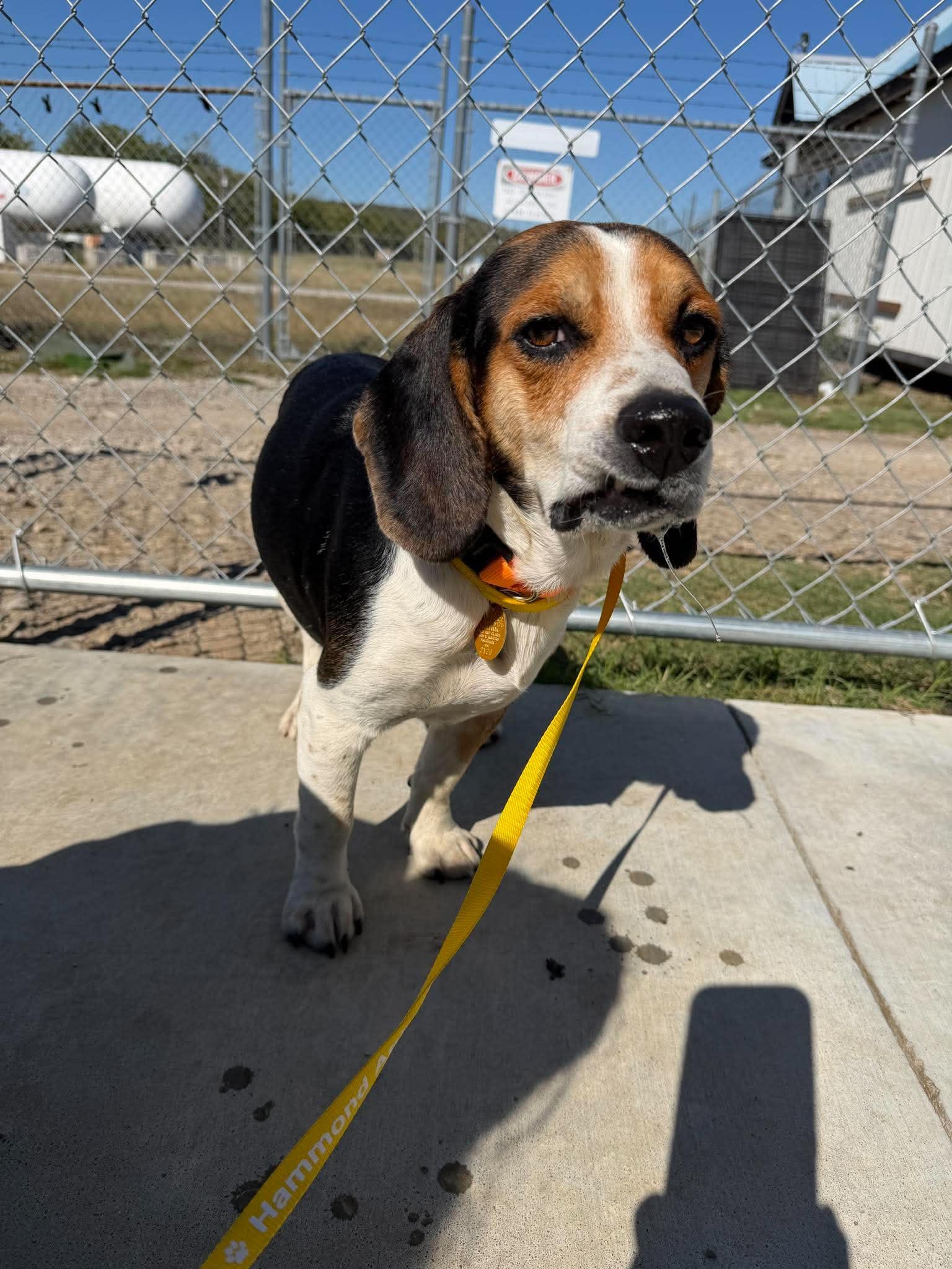 Enlarge Baron, a Adoptable Beagle in TULSA, OK image 2/4