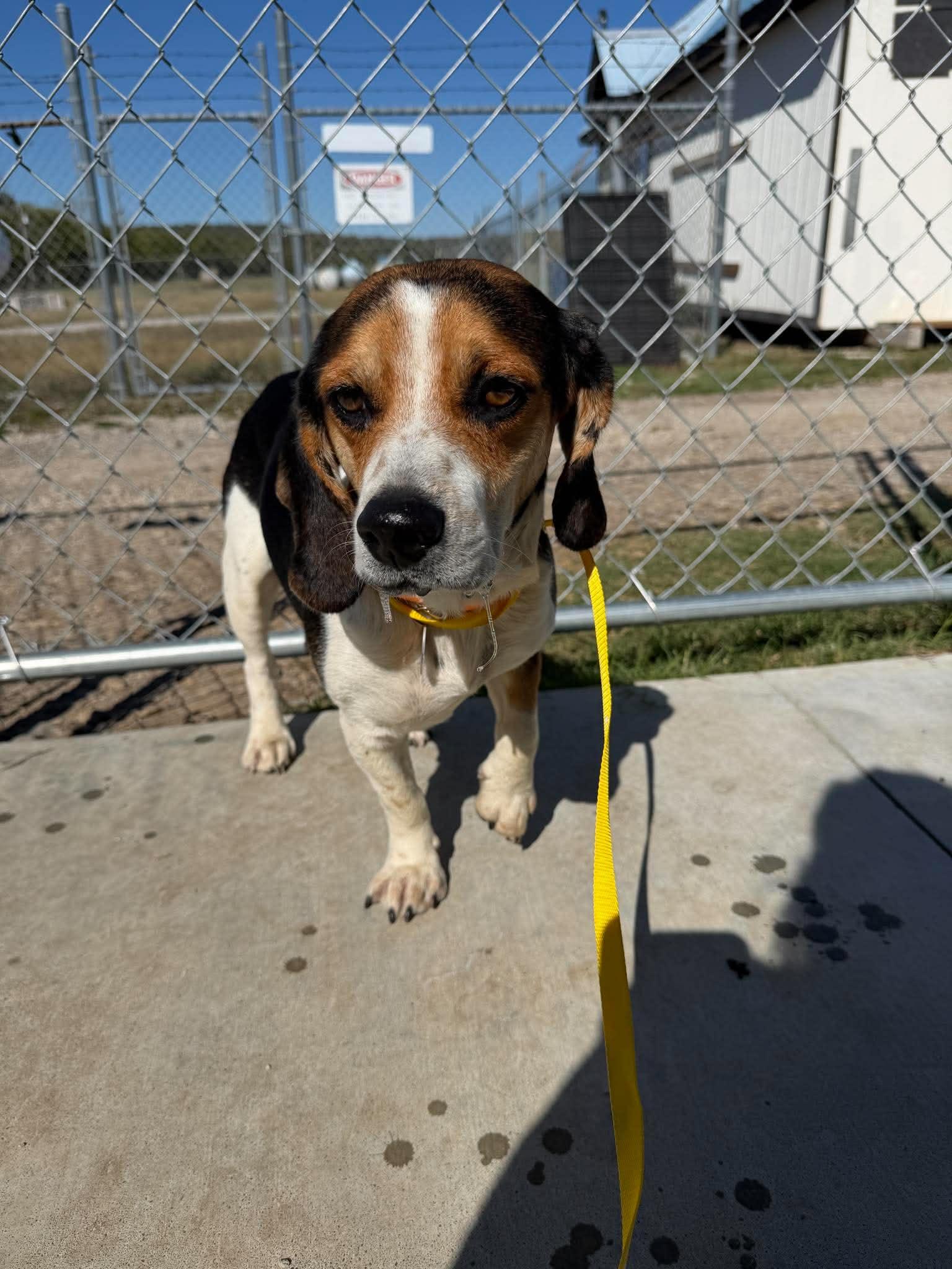 Enlarge Baron, a Adoptable Beagle in TULSA, OK image 3/4