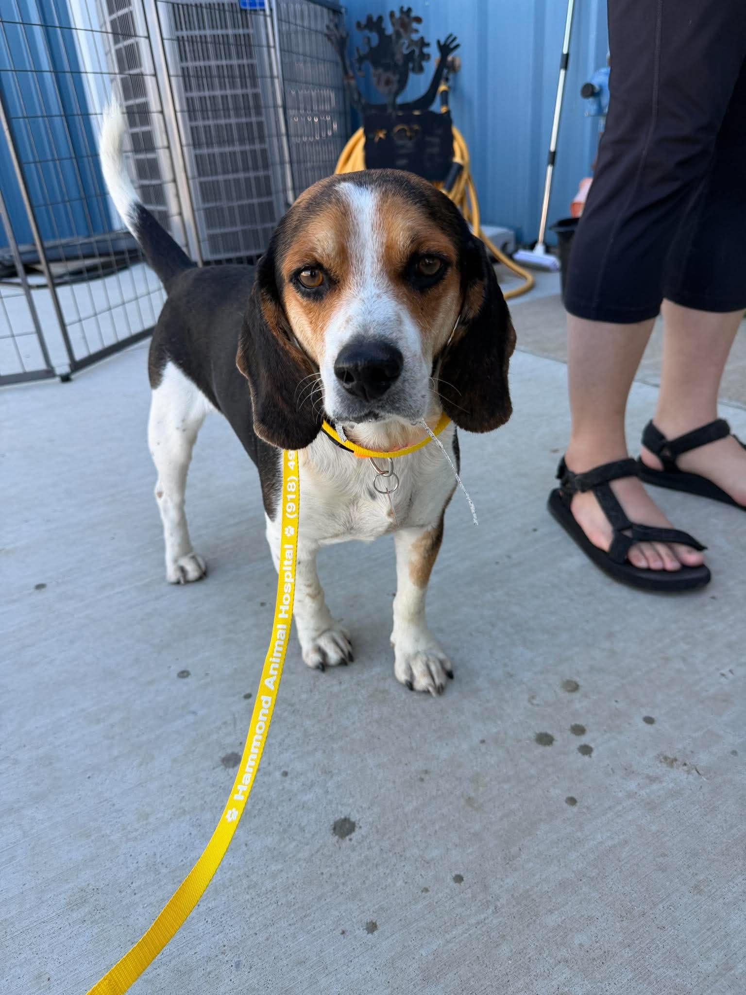 Enlarge Baron, a Adoptable Beagle in TULSA, OK image 4/4