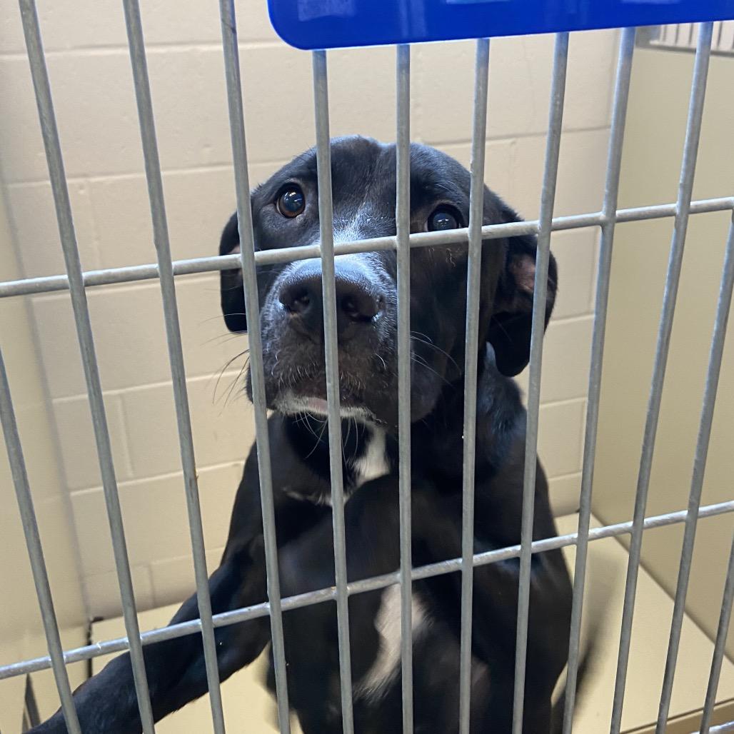 Enlarge Blue, a Adoptable mixed breed in Council Bluffs, IA image 1/4