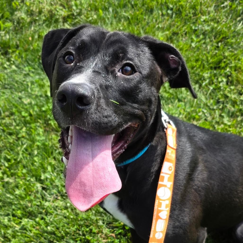 Enlarge Blue, a Adoptable mixed breed in Council Bluffs, IA image 2/4