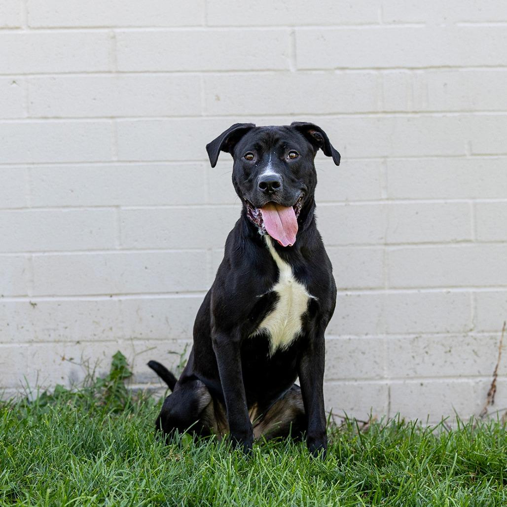 Enlarge Blue, a Adoptable mixed breed in Council Bluffs, IA image 3/4