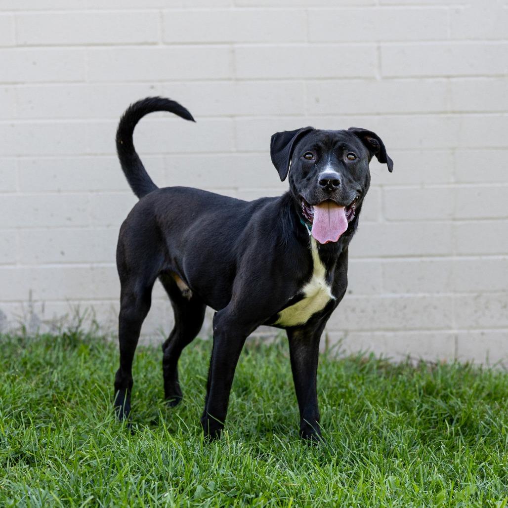 Enlarge Blue, a Adoptable mixed breed in Council Bluffs, IA image 4/4